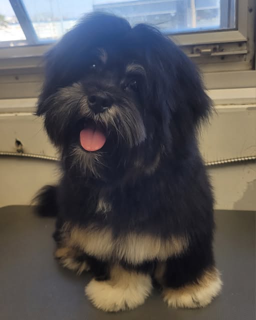A small black dog with freshly trimmed white paws sitting on a grooming table