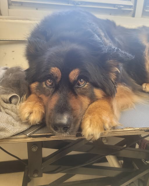 A black and tan dog resting its head on its paws on a grooming table