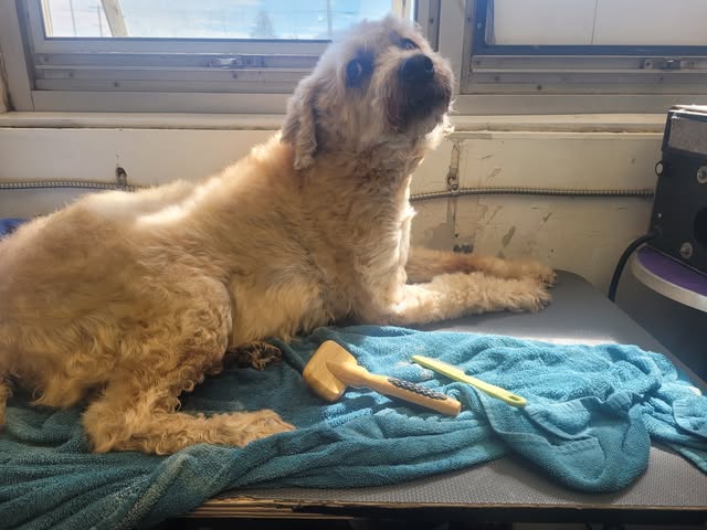 A cream dog resting beside grooming tools on a blue towel