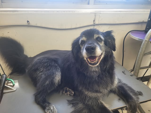 A smiling senior black and grey dog resting on a grooming table