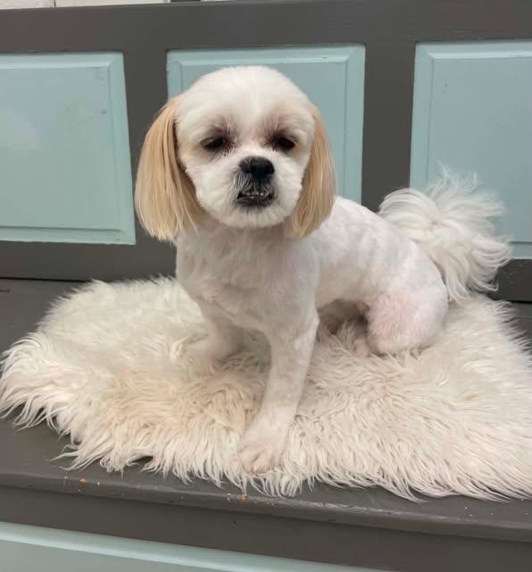 A freshly groomed small white and tan dog sitting on a fluffy mat