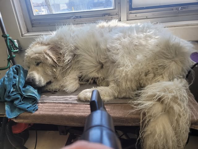 A large white dog resting on towels during a grooming visit